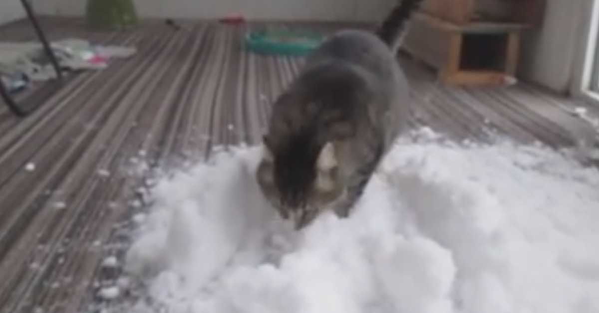 Gatto gioca con la neve