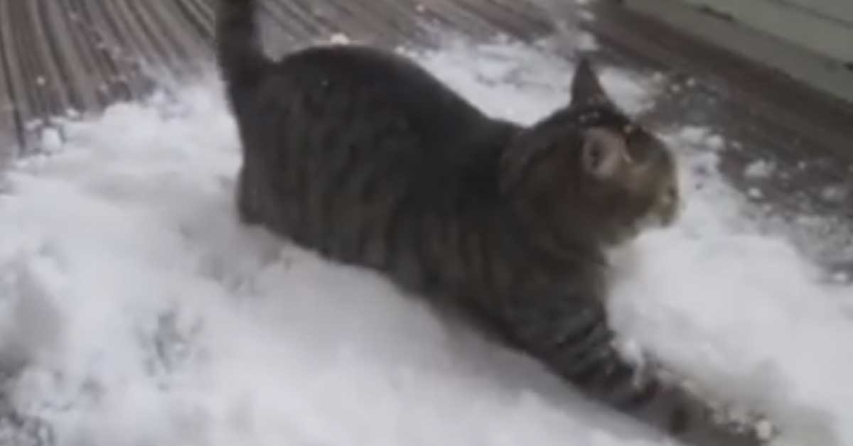 Gatto gioca con la neve