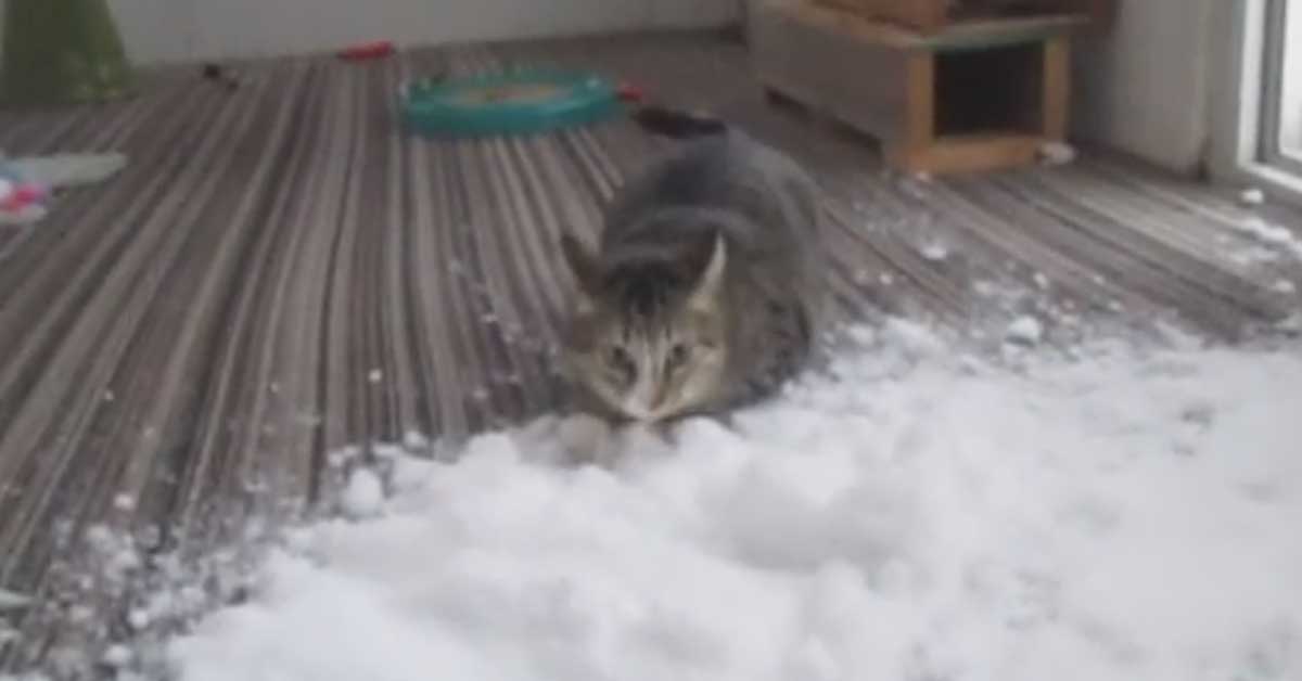 Il gattino impazzisce di gioia vedendo la neve e il suo video fa il giro del web