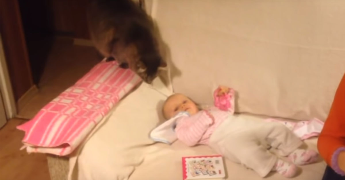 Il gattino incontra per la prima volta un bambino e il video fa il giro del web