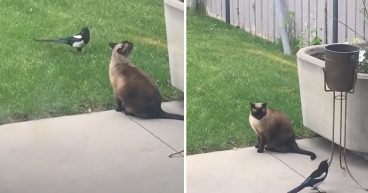 Il gattino litiga con una gazza ladra e il video conquista il web