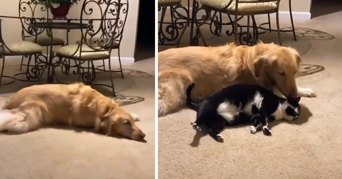 Il gattino non può fare a meno di dormire accanto al Golden Retriever (video)