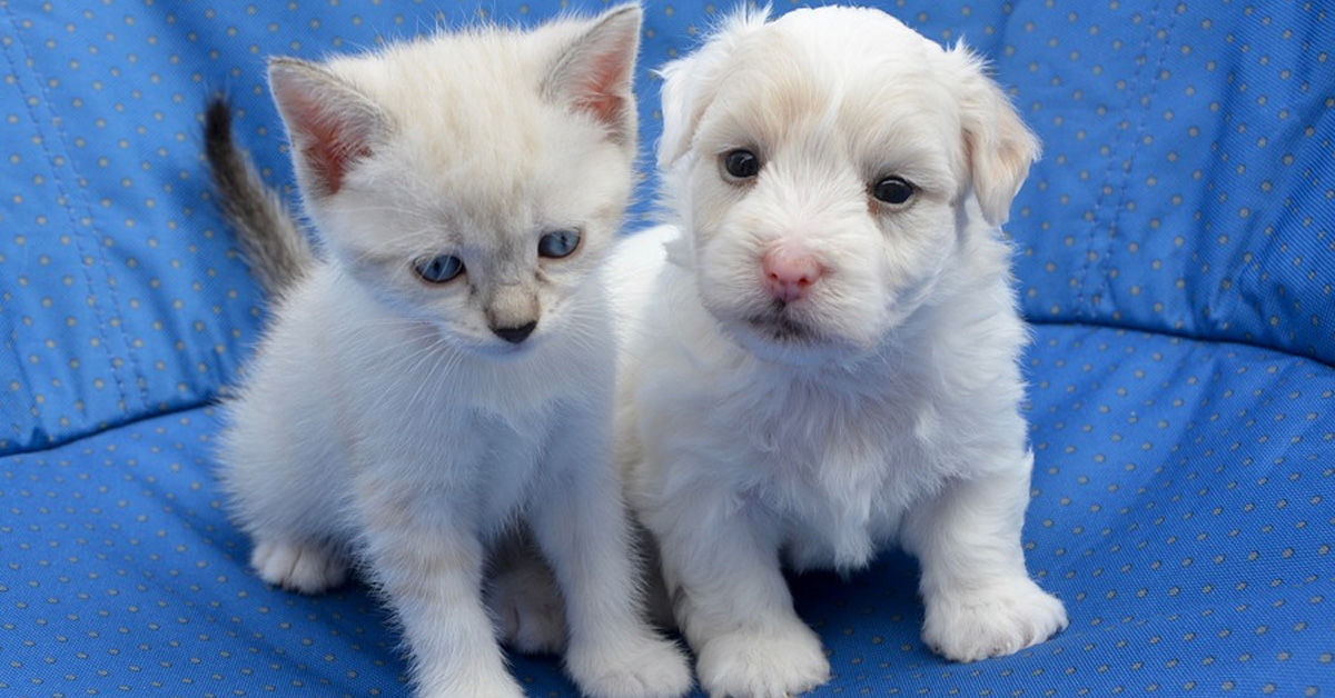 Gattino con un cucciolo di cane