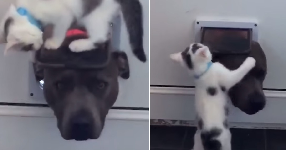 Il gattino non vuole fare entrare il cane in casa e il video fa il giro del web