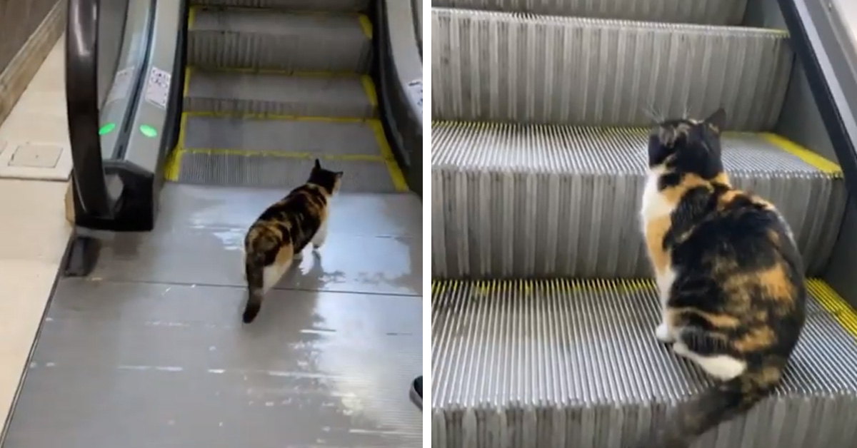 Il gattino pigro usa le scale mobili e il video conquista il web