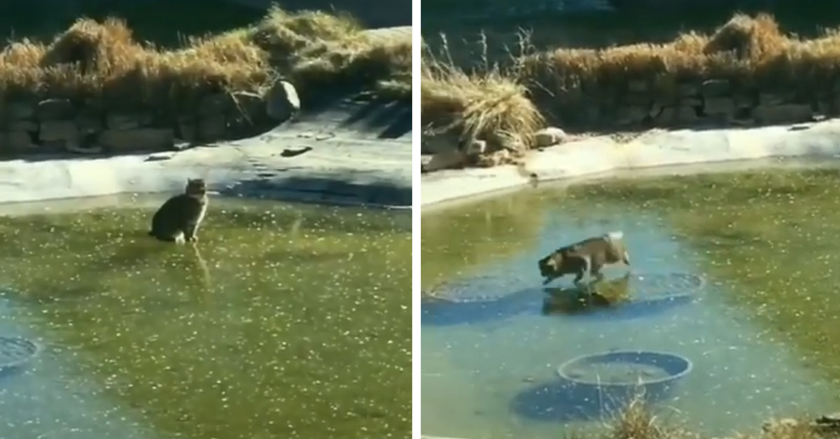 Il gattino prova a catturare un pesce sotto ad un lago ghiacciato (video)