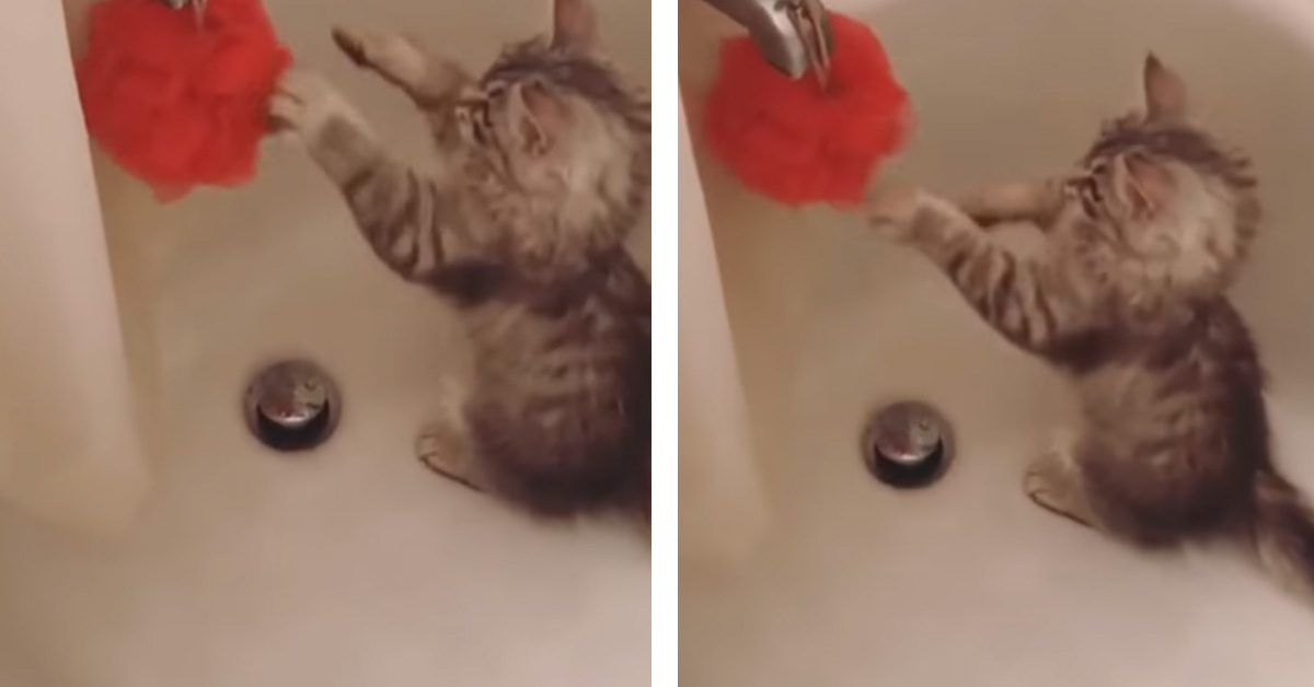 Il gattino pugile che colpisce come un vero campione (video)