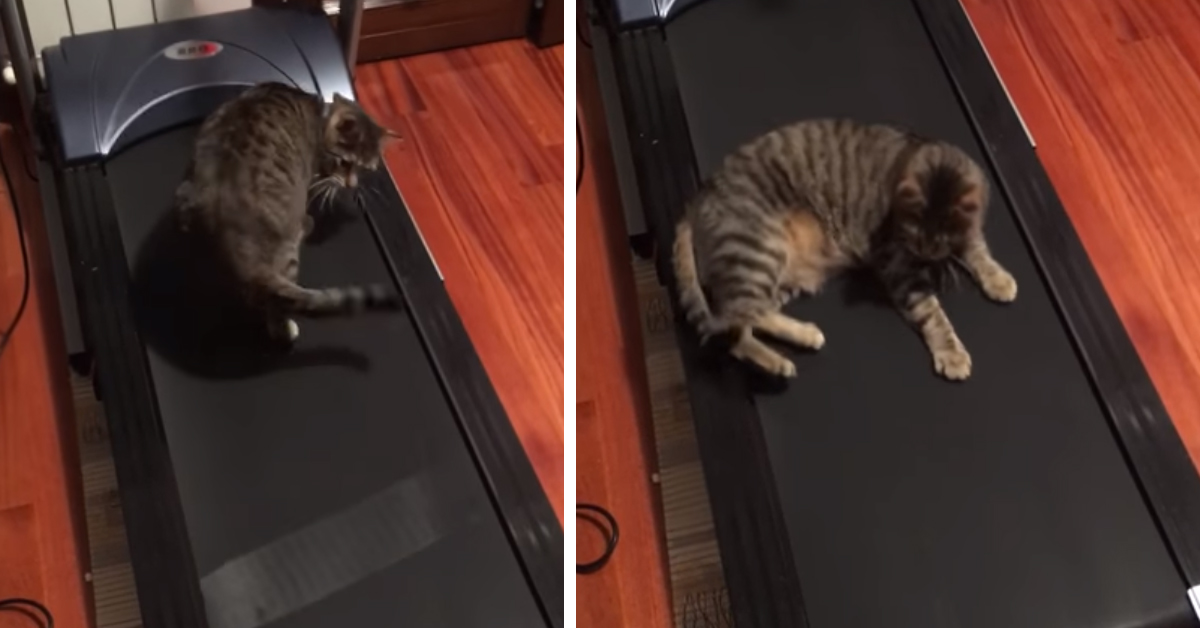 Il gattino si “tiene in forma” con il tapis roulant e il video conquista il web