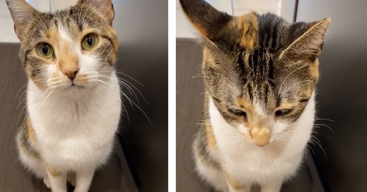 Il gattino è triste perché non può mangiare due volte di fila: il video della sua reazione