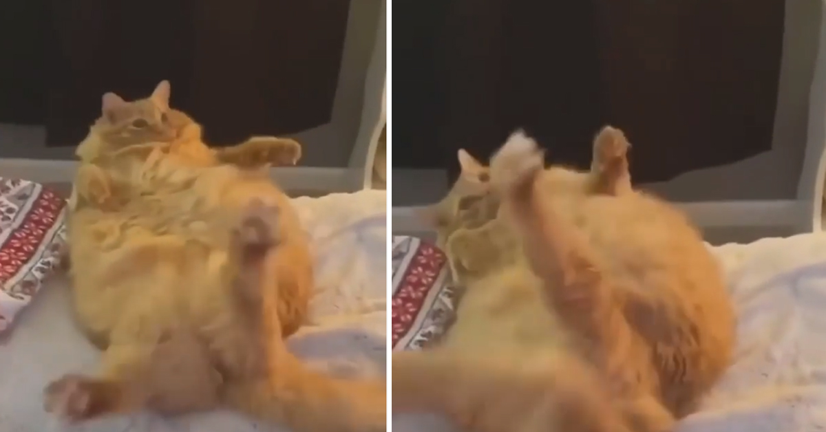 Il gattino un po’ grassottello cade dal tavolo nel tentativo di girarsi (video)