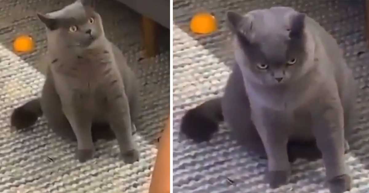 Il gattino è geloso del nuovo arrivato e si “arrabbia” con il proprietario (video)