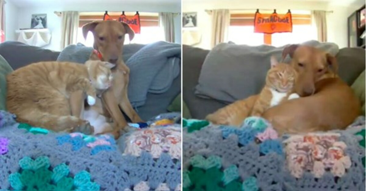 Kelvin il gattino e la sua amicizia speciale con Joule, il cane di famiglia (VIDEO)