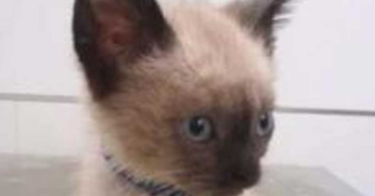 Kida, il gattino salvato dall’eutanasia che ora sogna una vita felice