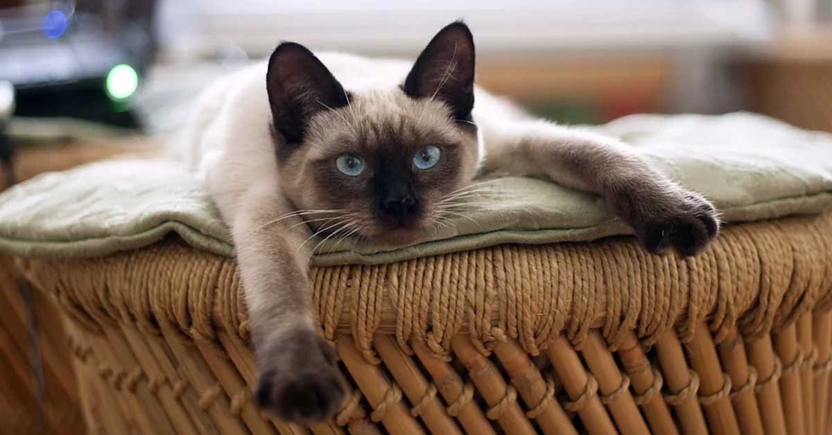 Gatto siamese che osserva