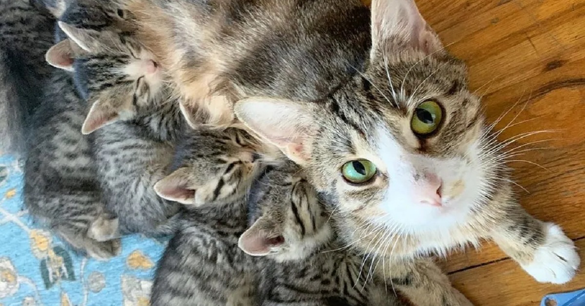 Labelle, gattino trovato con i suoi fratellini (video)