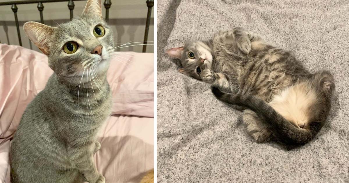 Liza, la gattina con solo due zampe che può dirsi finalmente felice (video)