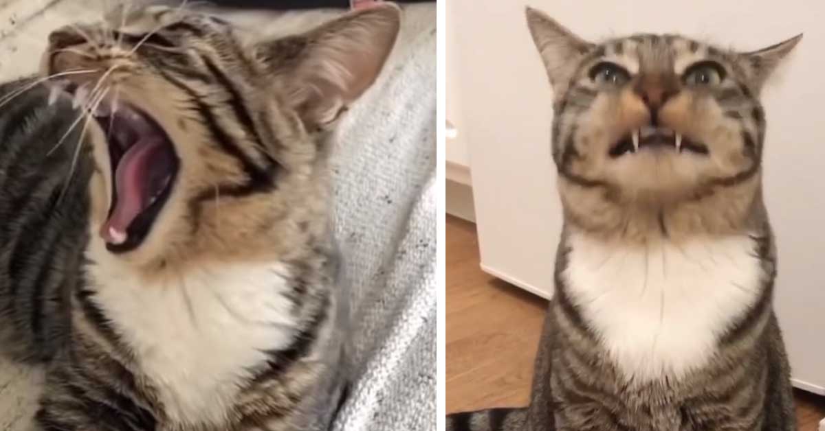 Marley, il gattino che ha un miagolio davvero molto virale (video)