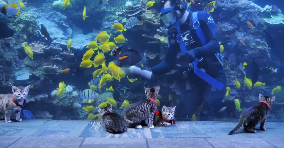 Marlin, il gattino che va all’acquario (video)
