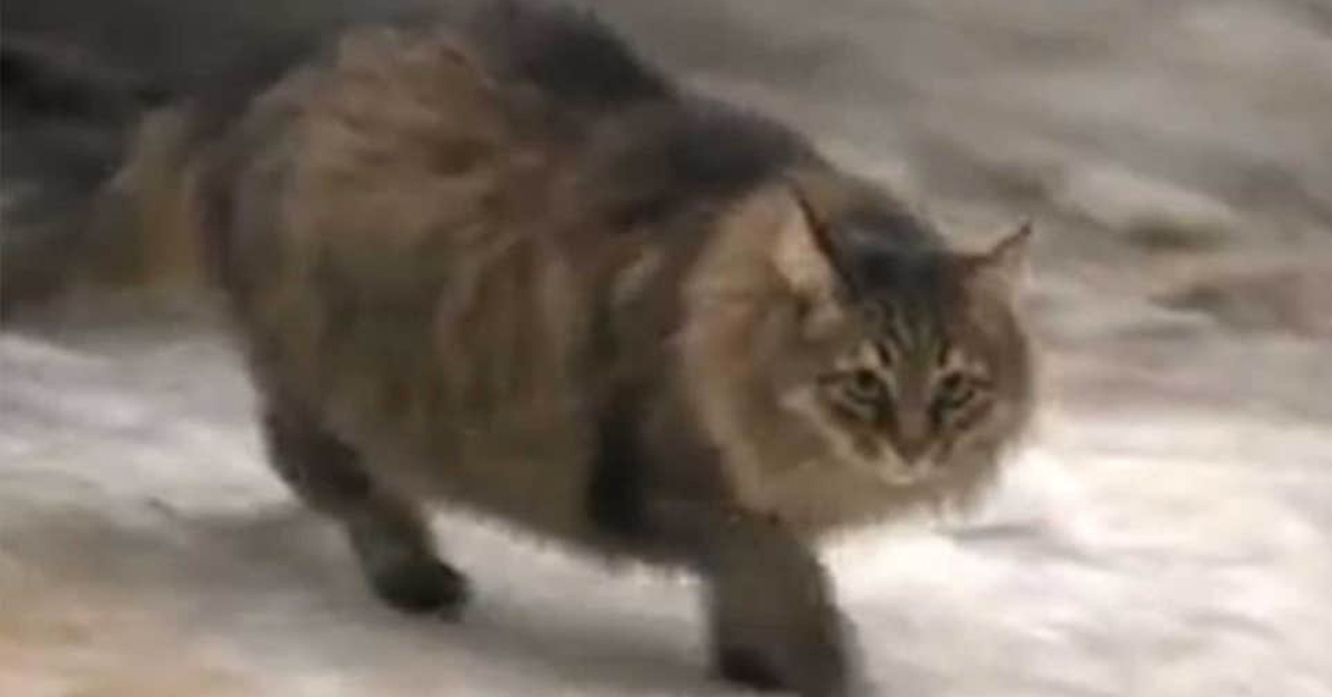 Masha, il gattino che ha salvato la vita ad un bambino abbandonato