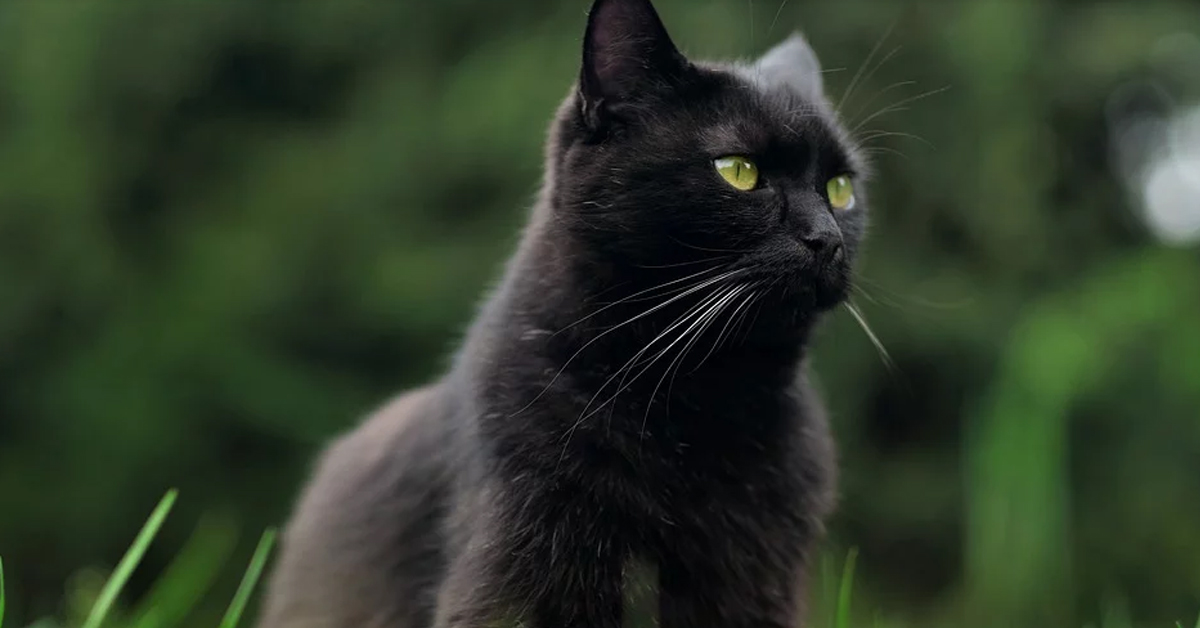 Gatto nero che guarda