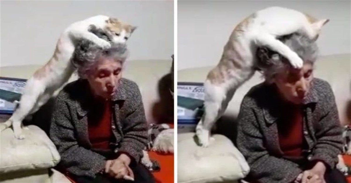 Michu il gattino che accarezza la testa della sua padrona malata di demenza (video)