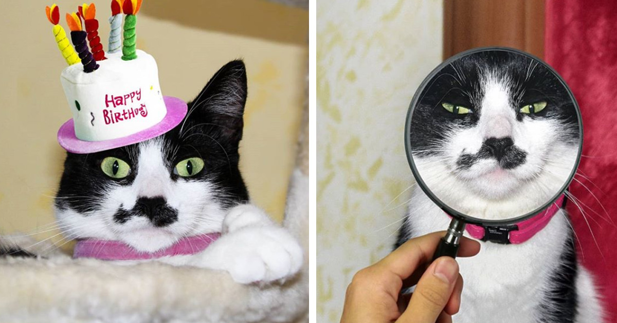 Micia, la gattina Influencer che sembra Charlie Chaplin (foto e video)