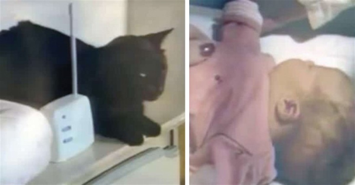 Midnight, il gattino nero che ha salvato dal soffocamento una neonata