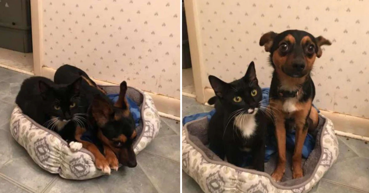 Morticia, la gattina che ha trovato la felicità grazie alla protezione di un cagnolino