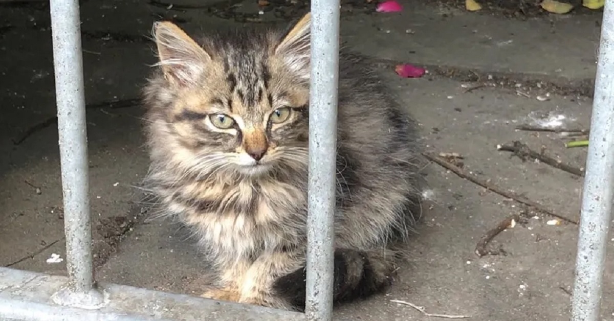 Nala, il gattino randagio, ha trovato famiglia(video)