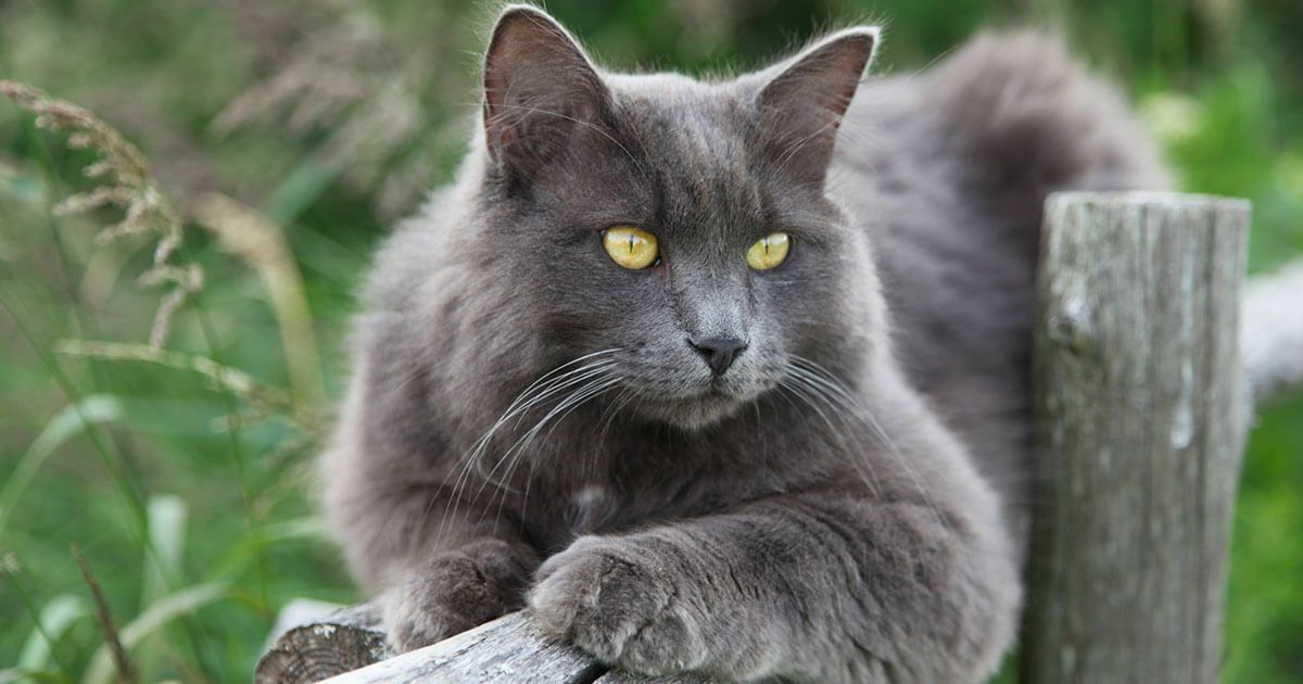 gatto Nebelung