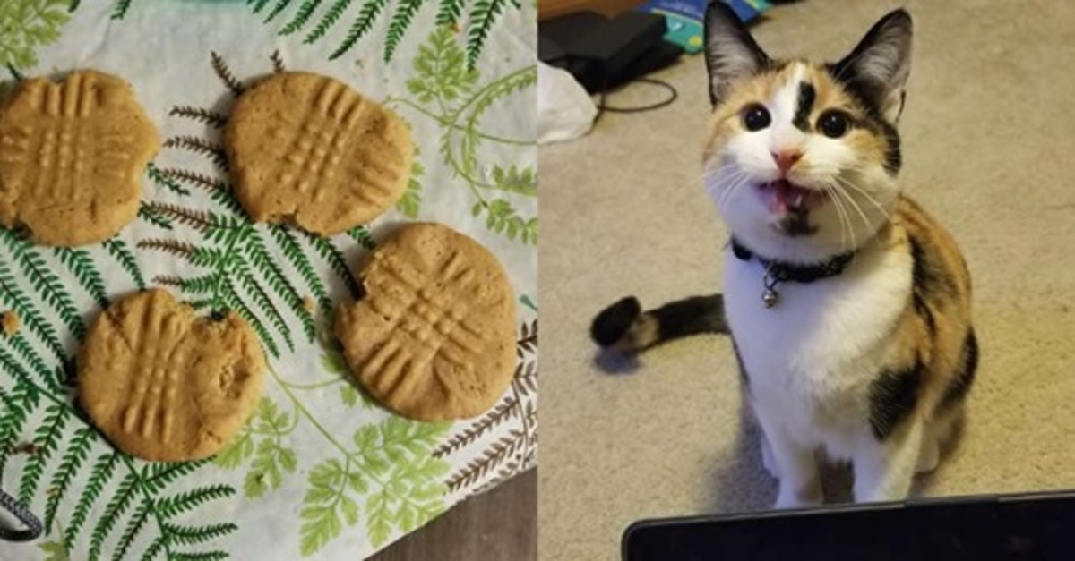 Nellie, la gattina ladra di biscotti: li ruba e poi li assaggia senza finirli