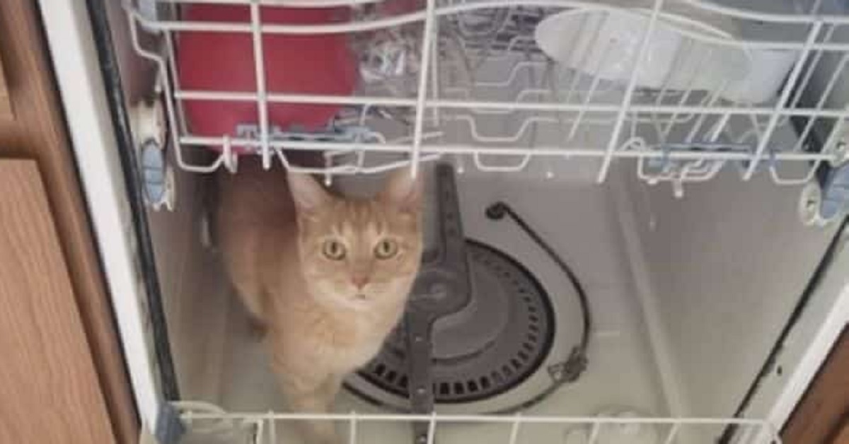 Oliver, il gattino dai nascondigli improbabili