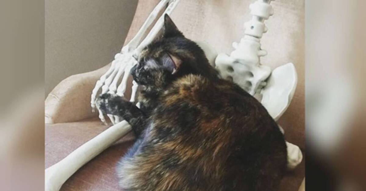 Onyx il gattino diventato amico della decorazione a forma di scheletro