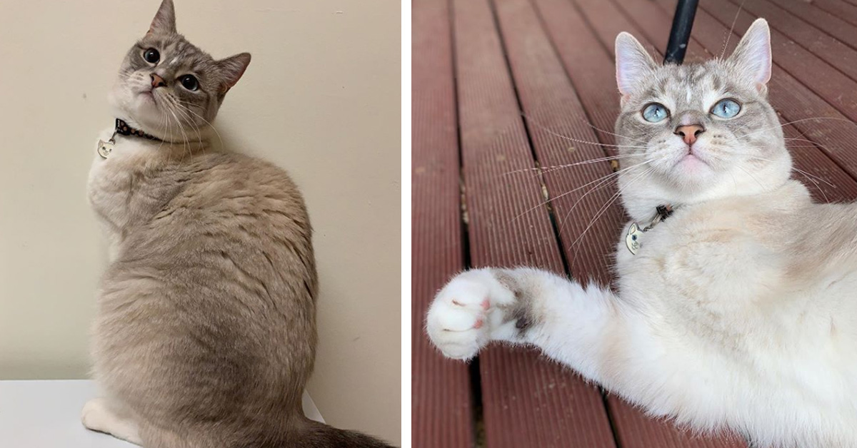 Peggy, la gattina con tre zampe che è una star del web (video)