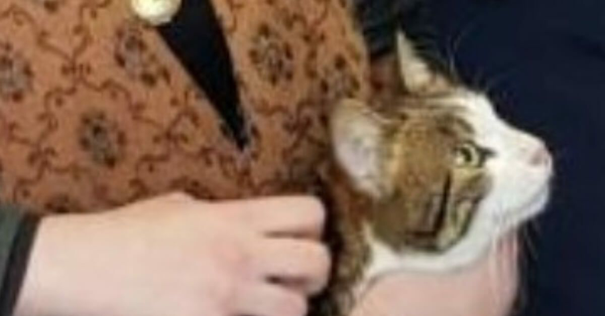 Penthésiléè, la gattina che ha riabbracciato la proprietaria dopo due anni