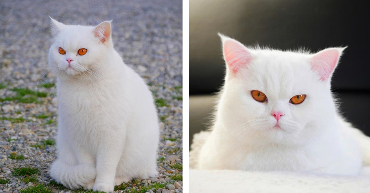 Perseus, il gattino bianco come la neve che piace tanto sul web (foto e video)