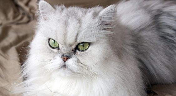 gatto del Persiano Chinchillà