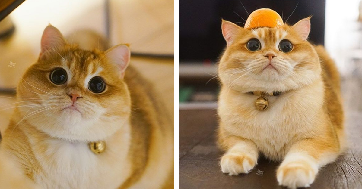 Pisco, il gattino British Shorthair con la faccia tonda che su Instagram fa impazzire tutti (video)