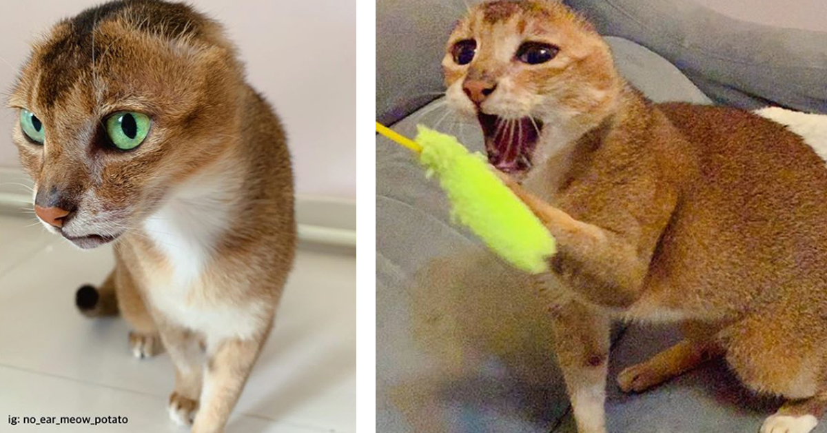 Il gatto ha perso definitivamente le sue orecchie ma ha trovato un grande amore: quello della sua famiglia