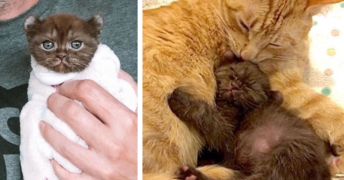 Quill, il gattino con le orecchie da orso e le zampe intrecciate che è finalmente felice (video)