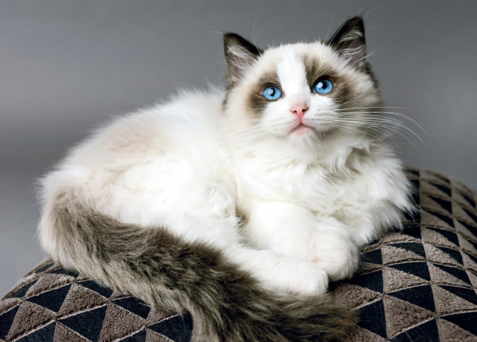 gatto Ragdoll