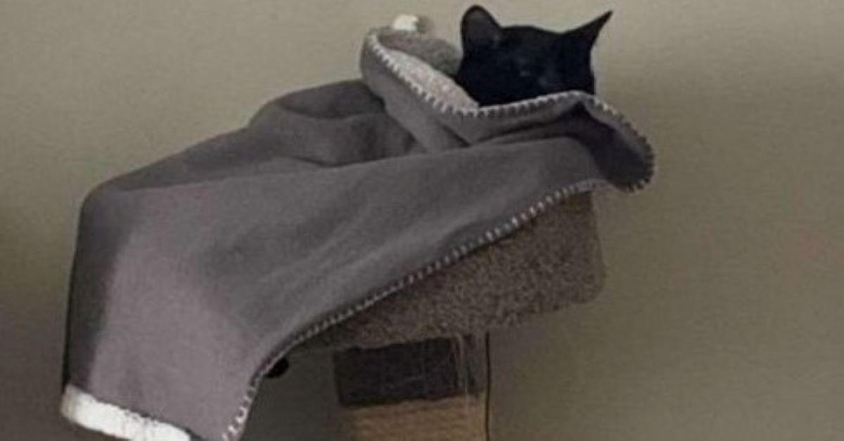 Renly, il gattino che ama alla follia la sua coperta