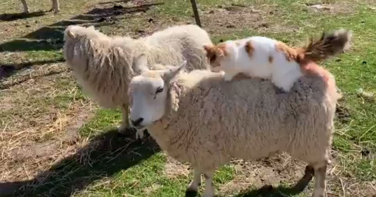 Scampi, il gattino che ama massaggiare la schiena delle pecore (video)