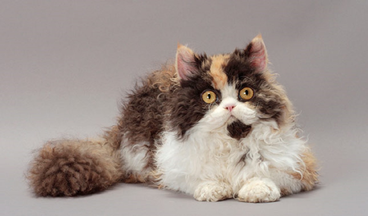 gatto Selkirk Rex