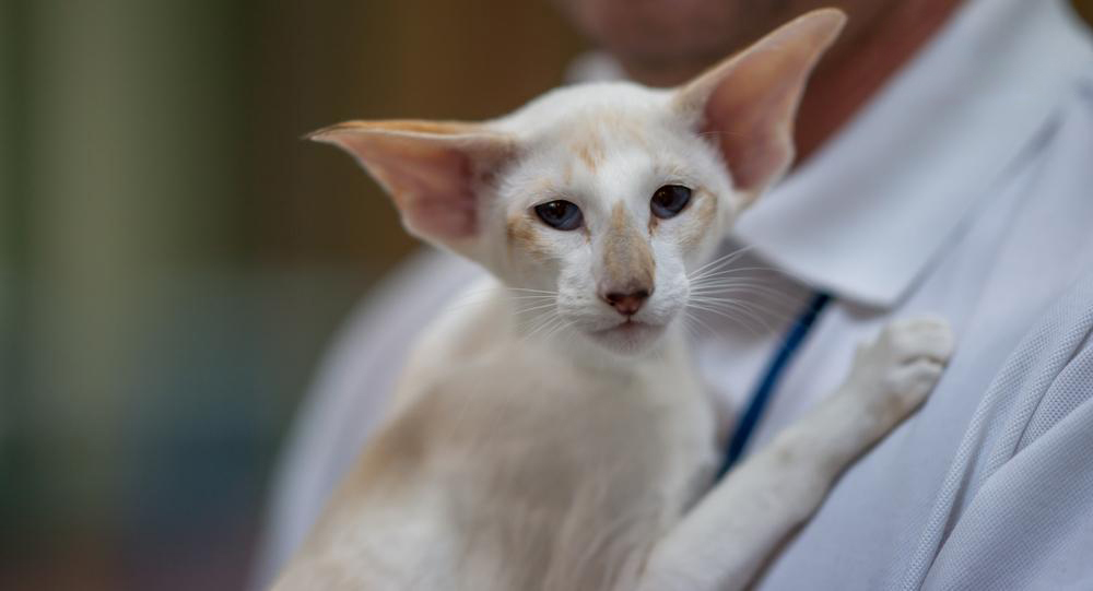 gatto Seychellois