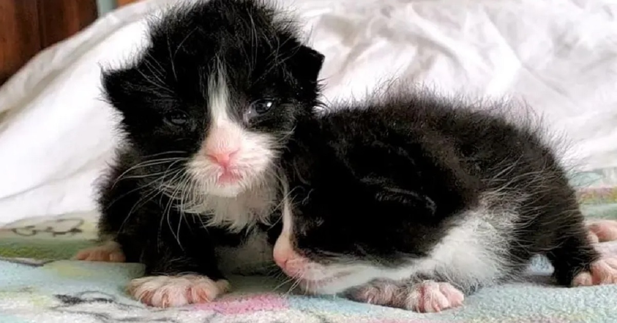 Shiro, il gattino salvato dalla tempesta (video)