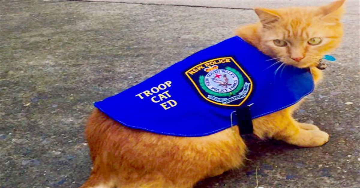 Si chiama Troop cat Ed il primo gatto poliziotto del mondo