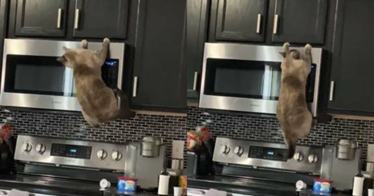 Skittles, il gattino acrobata rimasto a penzolare dal microonde (VIDEO)