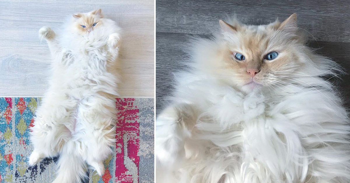 Sky, il gattino Ragdoll che sembra una nuvola e che piace tanto sul web (video)