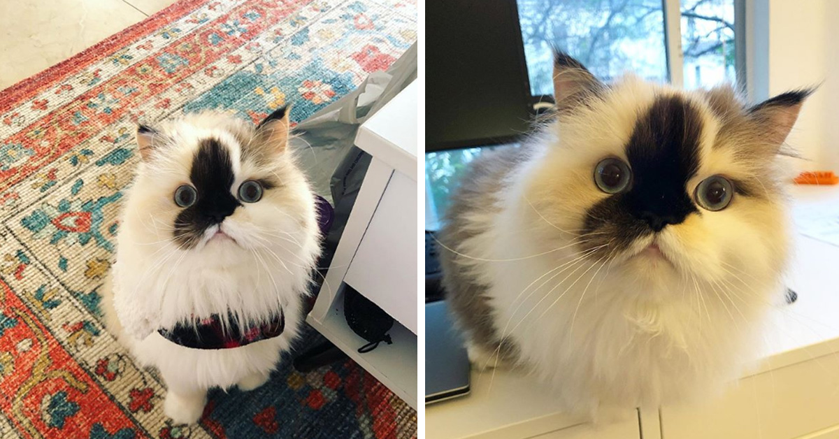 Smudge, il gattino che sembra un peluche e che piace tanto sul web (foto e video)